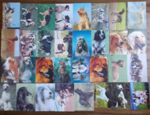 Коллекция календариков породы собак.
