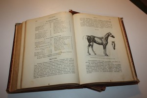 Книга о лошади. 2 тома. Врангель