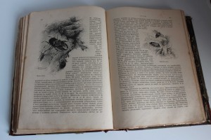 Гааке В. Животный мир, его быт и среда. 1901г