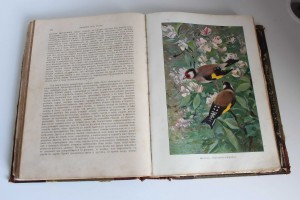 Гааке В. Животный мир, его быт и среда. 1901г