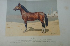 Иллюстрации из альбома Лошади.Л.Симонова