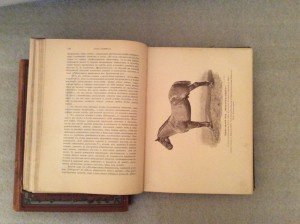 Врангель книга о лошади