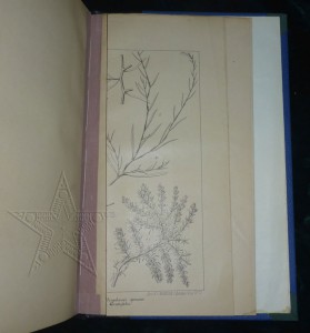 ★ ★ ★ Книги. Все направления! Тема пополняется.. ★ ★ ★