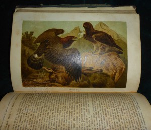 ★ ★ ★ Книги. Все направления! Тема пополняется.. ★ ★ ★