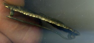 Знак танкового легиона Кондор.