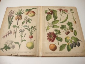 1905г. Царство растений и царство минералов.