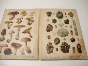 1905г. Царство растений и царство минералов.