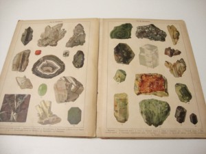 1905г. Царство растений и царство минералов.