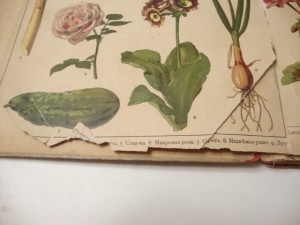 1905г. Царство растений и царство минералов.