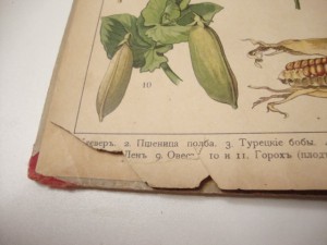 1905г. Царство растений и царство минералов.