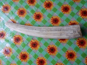 Клык моржа.