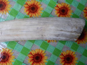 Клык моржа.