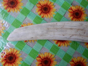 Клык моржа.