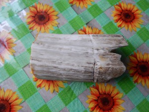 Клык моржа.