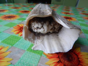 Клык моржа.