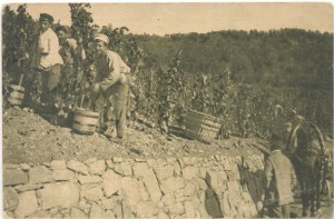 фото Крым Ялта "Сбор винограда" 1925 г