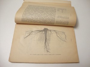 1922г. Морозов Г.Ф. Биология наших лесных пород.