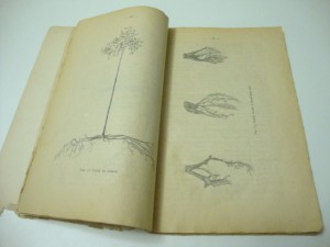1922г. Морозов Г.Ф. Биология наших лесных пород.