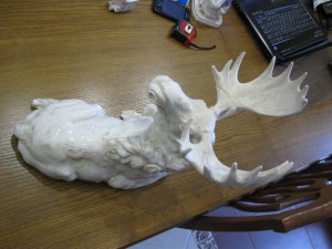Большой до военный лежачий лось. Hutschenreuiher.