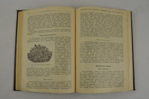 Садоводство для начинающих и любителей. 1907 г.
