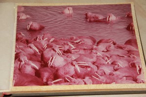 Альбом "Камчатка"