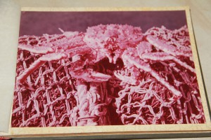 Альбом "Камчатка"