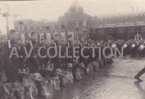 Прохождение сапёрных расчётов с собаками. Парад Победы.1945