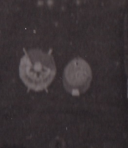 Капитан РККА с орденом БКЗ и знаком (Хасан?).5