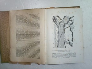 Здоровый СтолЪ и Заготовки впрокЪ (2 книги)
