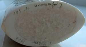 Клык моржа Уэлен .