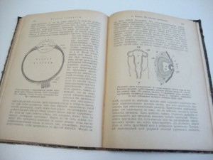 1904г. Теория развития . В. А. Фаусек.