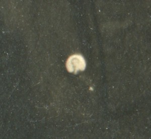 Рота связи, нарукавная нашивка, шифровки.