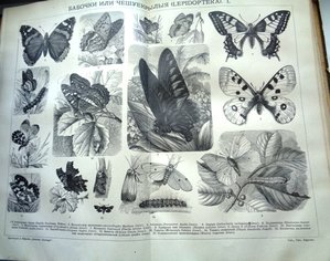 Книга Энциклопедический словарь 1891 г