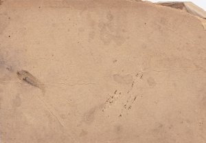 Милиционеры - азиаты. Униформа,знаки. 1920-е гды.