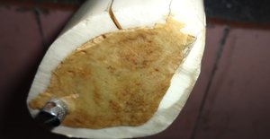 Клык моржа, Чукотка, большой