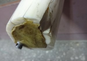 Клык моржа, Чукотка, большой