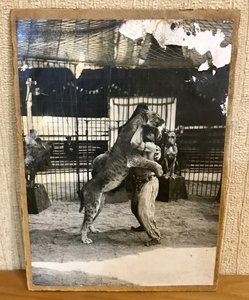 Первый русский укротитель львов 1934 год. Довоенный Цирк.