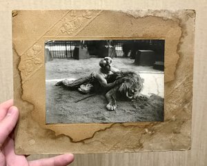 Первый русский укротитель львов 1934 год. Довоенный Цирк.