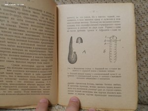 Половое влечение в природе 1924г