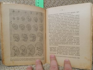 Половое влечение в природе 1924г
