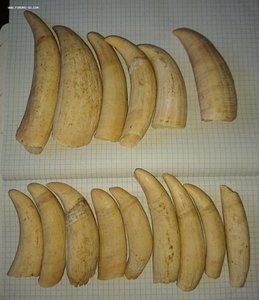 Зубы кашалота 1,154 кг