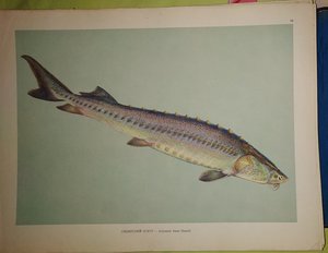 Атлас промысловые рыбы СССР