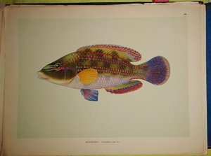 Атлас промысловые рыбы СССР