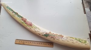 Большой Клык моржа