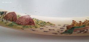 Большой Клык моржа