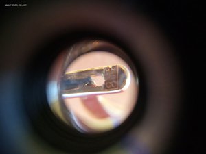 Серьги .Золото 583 . Жемчуг натуральный.