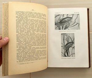 Н.Ф. Золотницкий. Аквариум любителя. 1904 год. СОХРАН