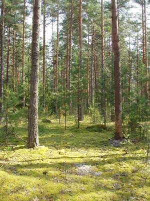 Ловись рыбка большая и очень большая...