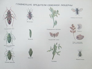 Кормоведение в СССР 1940г