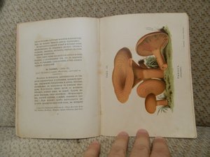 Собиратель грибов 1898г